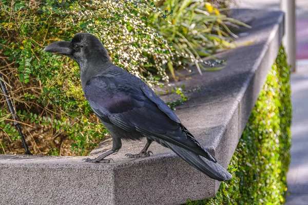 Czarny Ptak stojący w Urban Park, Tokio, Japonia — Zdjęcie stockowe