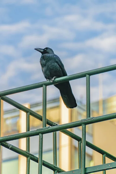 Black Bird Standing at Iron Structure, Tokyo, Japan — стокове фото
