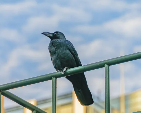 Pájaro negro parado en la estructura de hierro, Tokio, Japón —  Fotos de Stock