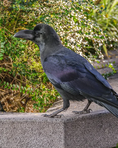 Black Bird Standing at Urban Park, Tokyo, Japan — стокове фото