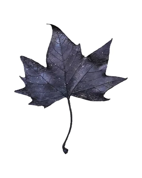 Black Wet Leave Isolated Photo — 스톡 사진