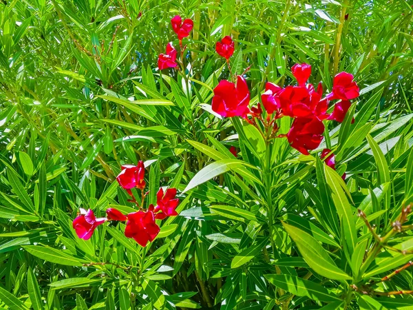 Rode bloemen en groene planten bij Outdoor Garden — Stockfoto