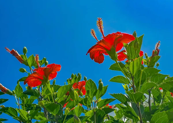 Hibiscus rojo Jardín casero al aire libre Detalle — Foto de Stock
