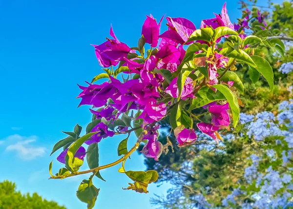 Violet Flowers over Blue Sky Background — Stock Photo, Image