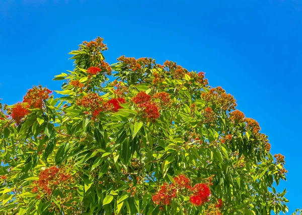 Flores rojas Paisaje floral en la parte superior del árbol —  Fotos de Stock