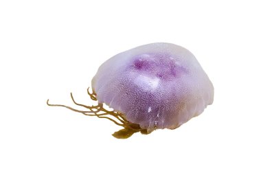 Büyük Medusa Beyaz Arkaplanda izole