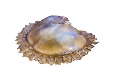 Büyük Medusa Beyaz Arkaplanda izole