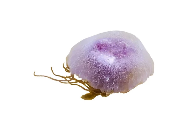 Большая Медуза на белом фоне — стоковое фото