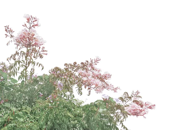 Campanula Latifolia Kwiat izolowane zdjęcie — Zdjęcie stockowe