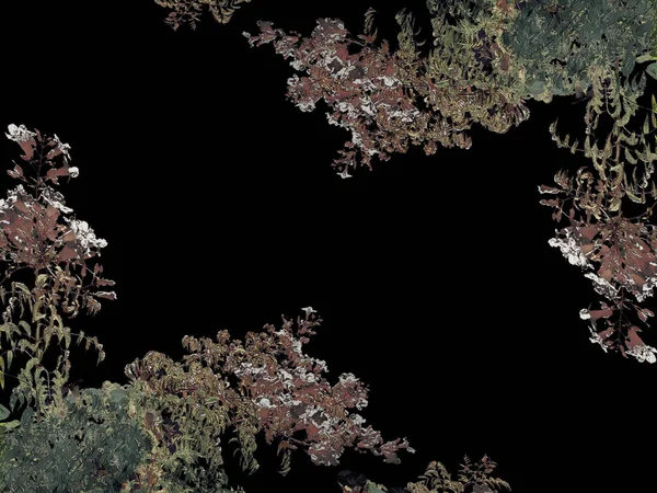 Black Background with Campanula Latifolia Flowers Borders — 스톡 사진