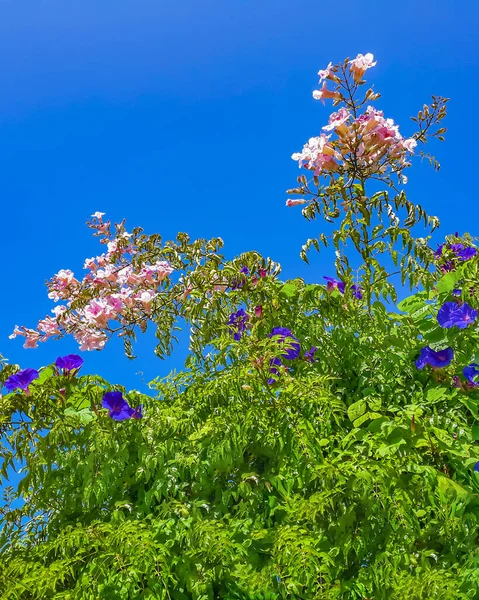 Campanula Latifolia Flower Against Blue Sky — Stock Photo, Image