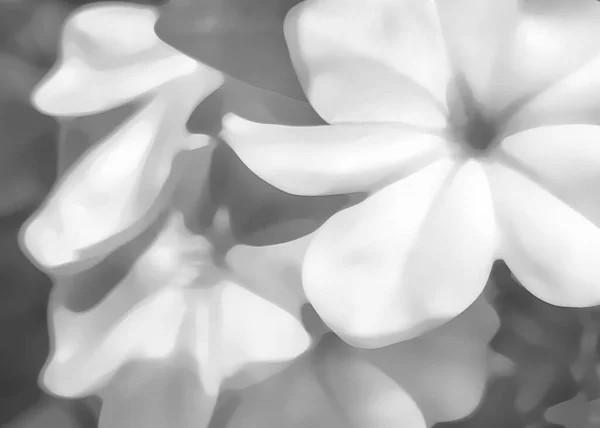 Ilustração de fundo floral preto e branco — Fotografia de Stock