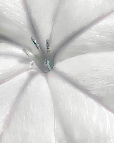 Белый цветок закрывается фотографией — стоковое фото