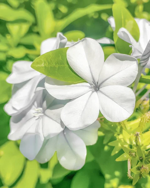 Flores blancas rodeadas de plantas verdes —  Fotos de Stock