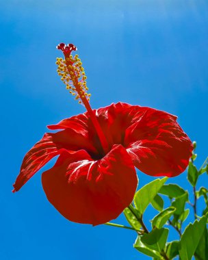 Ev Bahçesinde Kırmızı Hibiscus