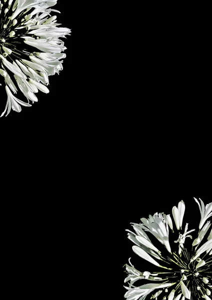 Fondo negro con fronteras florales blancas — Foto de Stock