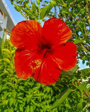 Ev Bahçesinde Kırmızı Hibiscus