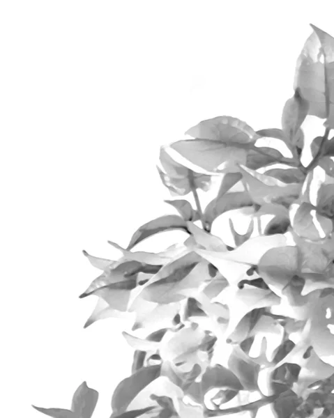 Rozmazané černé a bílé květinové pozadí — Stock fotografie