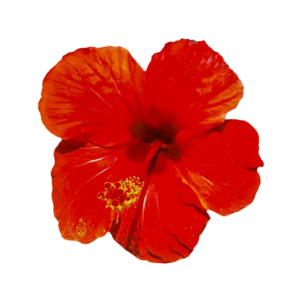 Hibiscus rojo aislado foto —  Fotos de Stock