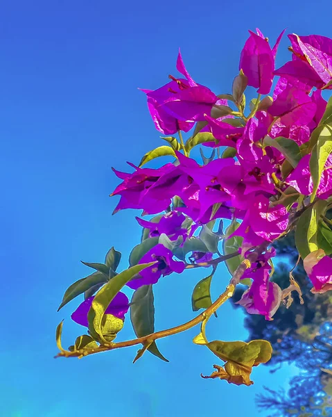 Violetta blommor över blå himmel bakgrund — Stockfoto