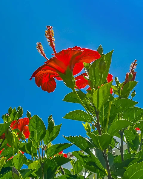 Red Hibiscus Outdoor Home Garden Detail — Stock Photo, Image