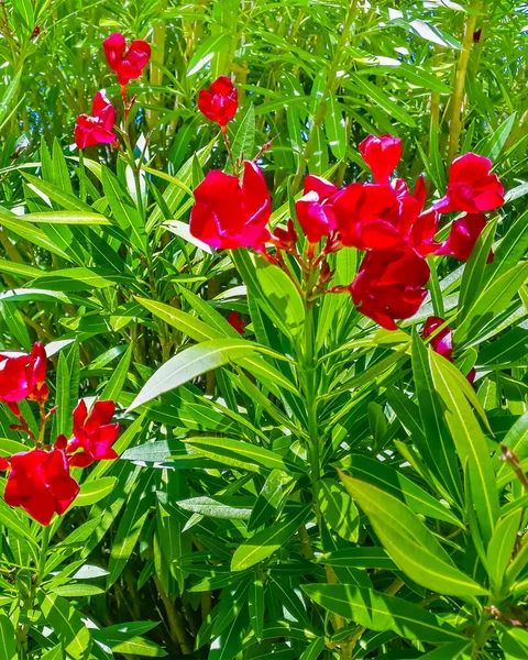 Flores rojas y plantas verdes en el jardín al aire libre — Foto de Stock