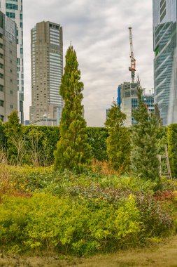 Yapraklı Şehir Sahnesi, Shibuya Bölgesi, Tokyo, Japonya