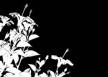 Black and White Floral Borders Background