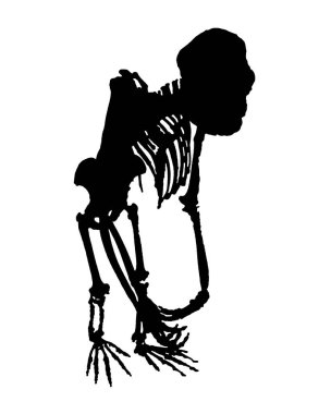 Maymun Tam Gövde İskeleti İzole Edilmiş Grafik
