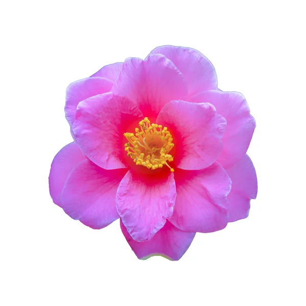 Bela Flor Rosa Amarela Isolada Fundo Branco — Fotografia de Stock