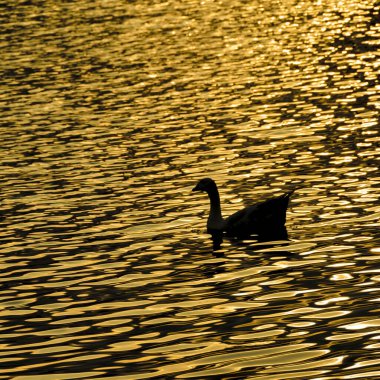 Samborondon şehrinde huzurlu yapay gölde yüzen bir ördek, Ekvador