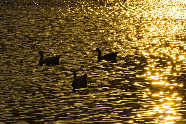 3匹のカモが平和的な人工湖で泳いでいます — ストック写真