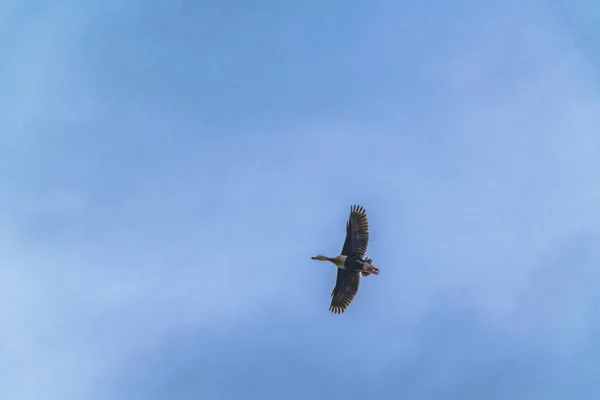 Kacsák Repülnek Egy Felhős Napon Samborondon Kerületben Guayas Ecuador — Stock Fotó