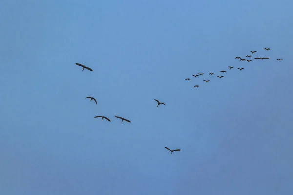 Groupe Canards Volant Par Temps Nuageux Dans District Samborondon Guayas — Photo