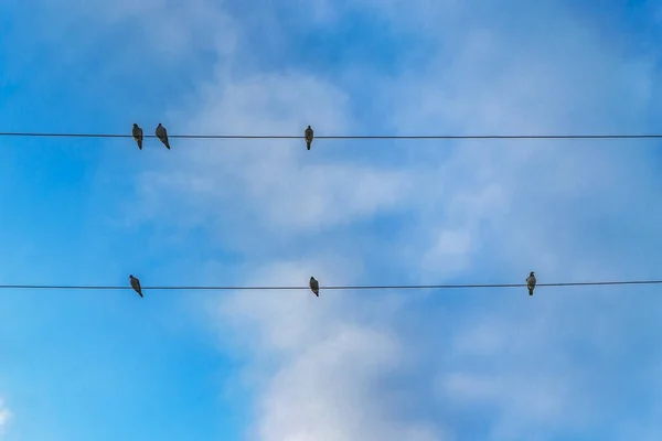 Група Птахів Стоять Телефонними Кабелями Самбордон Гвайас Еквадор — стокове фото