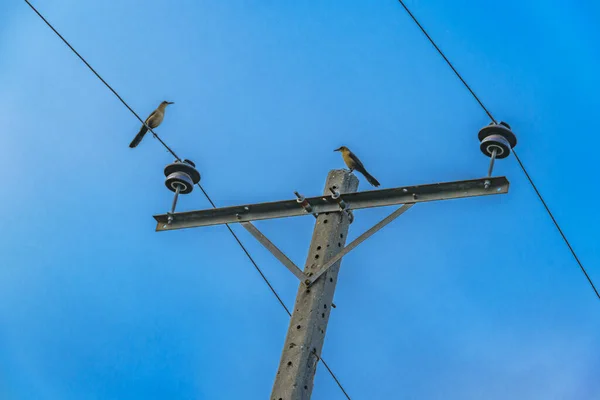 Skupina Ptáků Stojící Telefonních Kabelů Samborondon Guayas Ecuador — Stock fotografie