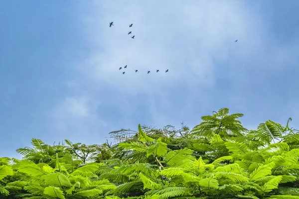 Sekelompok Bebek Terbang Pada Hari Berawan Daerah Samborondon Guaya Okuador — Stok Foto