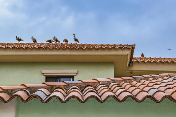 厄瓜多尔瓜亚斯Samborondon区 一群低角度的鸭子站在豪宅的顶部 — 图库照片