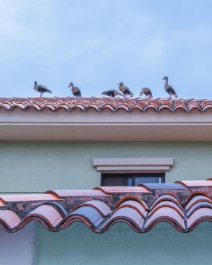 Samborondon Bölgesi, Guayas, Ekvador 'daki köşkün tepesinde duran alçak açılı çekim yapan ördek grubu.
