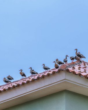 Samborondon Bölgesi, Guayas, Ekvador 'daki köşkün tepesinde duran alçak açılı çekim yapan ördek grubu.