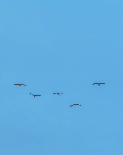 サンボロンドン地区 グアヤ エクアドルの曇りの日に飛ぶアヒルのグループ — ストック写真