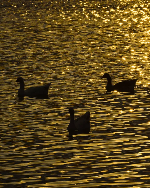 Tres Patos Nadando Apacible Lago Artificial Ciudad Samborondon Ecuador — Foto de Stock