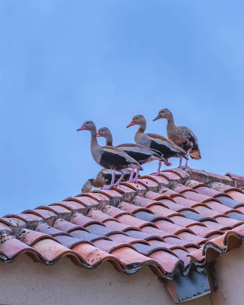 厄瓜多尔瓜亚斯Samborondon区 一群低角度的鸭子站在豪宅的顶部 — 图库照片