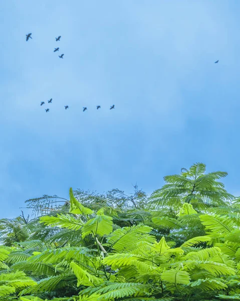 Група Качок Літають Похмурий День Районі Самборондон Гвайас Еквадор — стокове фото