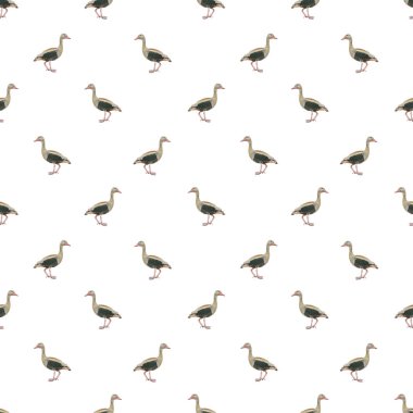 Beyaz arkaplan üzerinde konuşmasız ördekler fotoğraf motifi tasarımı