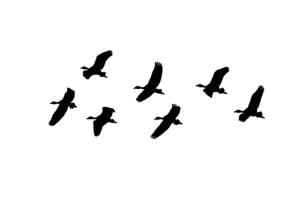 Gruppe Von Enten Fliegen Über Weißen Hintergrund Grafische Silhouette Design — Stockfoto