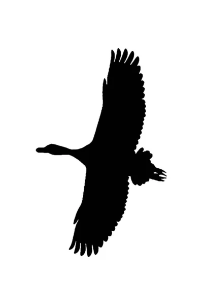 Niederwinkelvögel Fliegen Grafische Silhouette Illustration Isoliert Auf Weißem Hintergrund — Stockfoto