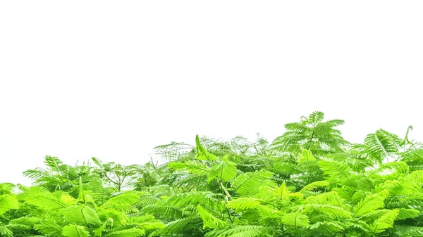 Panoramaformat Grüne Tropische Blätter Baum Isoliert Foto Auf Weißem Hintergrund — Stockfoto