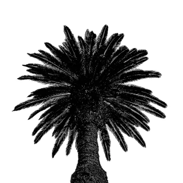 Niski Kąt Strzał Palma Graficzna Sylwetka Białym Tle — Zdjęcie stockowe