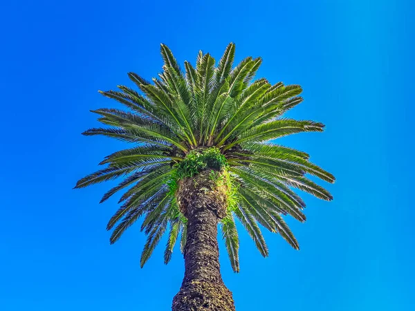 Low Angle Shot Palm Tree Clean Blue Sky Background — Stock Photo, Image